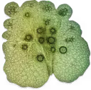 Guar gum